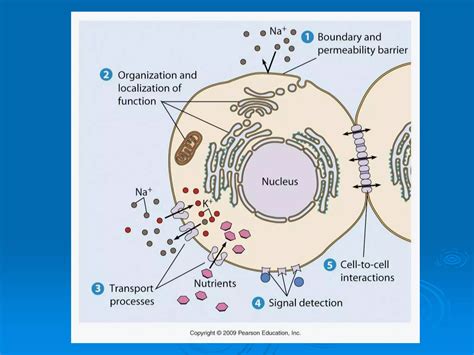 Plasma membrane structure and transport | PPT