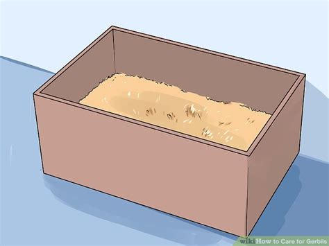 How to Care for Gerbils: 14 Steps (with Pictures) - wikiHow