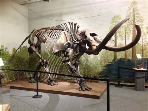 Our Mastodon Brevard Museum Of History And Natural Science