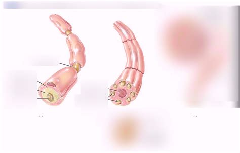 Myelinated and Unmyelinated Axons Diagram | Quizlet