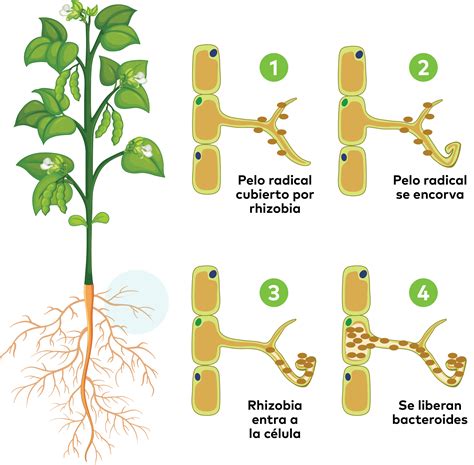 Cómo Las Leguminosas Aportan Nitrógeno Al Suelo Blog Cambiagro