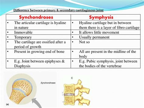 Ppt Arthrology And Joints Of Bones Of Trunk Powerpoint Presentation