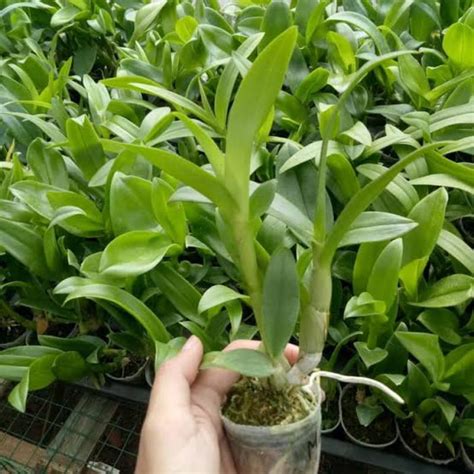 Jual Anggrek Dendrobium Paket Shopee Indonesia