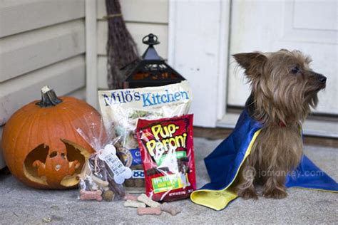 Howlin’ Halloween Treat Bags for Dogs – Free Printable - JaMonkey