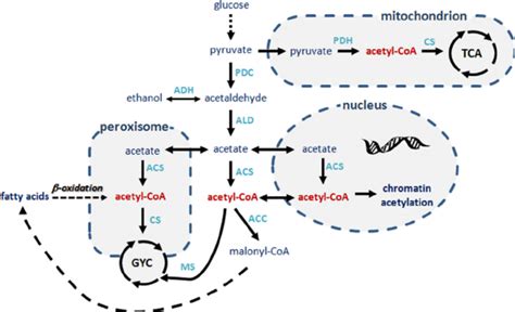 Acetyl Coa Metabolism