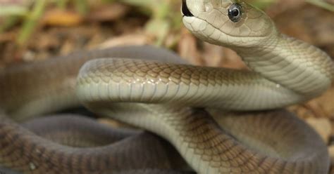 Africa's Ten Most Venomous Snakes: Beware the Bite!