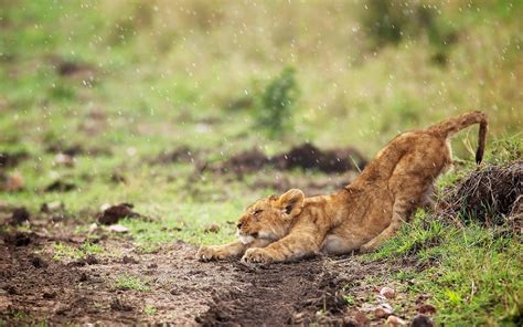 Fondos de pantalla Animales naturaleza césped león fauna