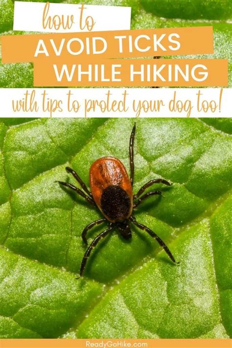 How To Avoid Ticks While Youre Hiking Or Camping Ready Go Hike