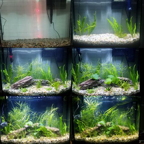 Month Progression Of The Bowfront Dragon Puffer Aquarium R