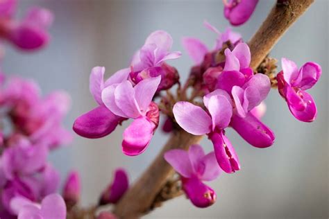 Cercis Chinensis Diane Chinese Redbud Ornamental Trees Frank P