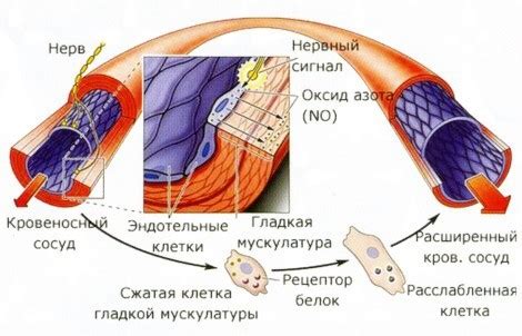 Донаторы оксида азота (NO): влияние на организм человека