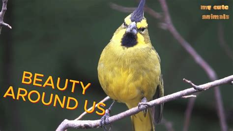 30 Minute Of Beautiful Birds Relaxing Nature Sounds Chirping Birds No