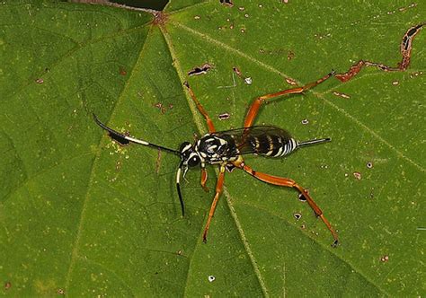 Ichneumon Wasp Baryceros Texanus Julie Metz Wetlands W Flickr