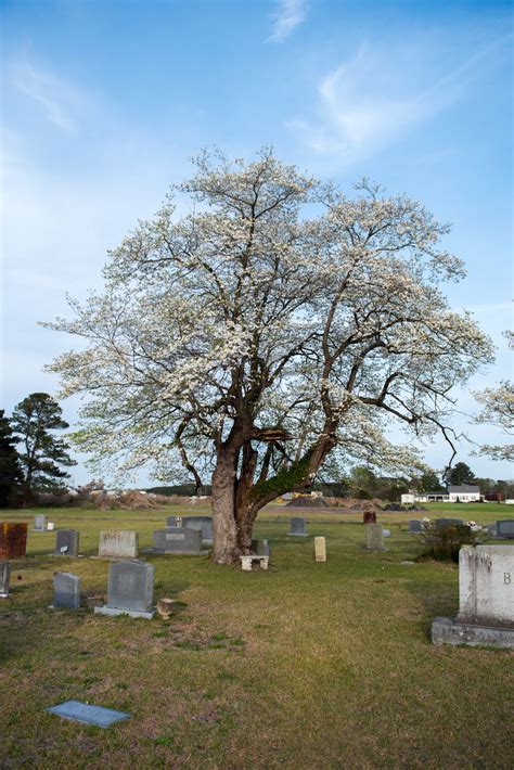 Largest Dogwood Tree In The World Visit Sampson Nc Visit Sampson Nc