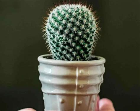 Cuál es la frecuencia adecuada para regar un cactus Guía y consejos