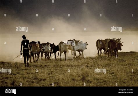 Masai herdsman with his cattle Stock Photo - Alamy