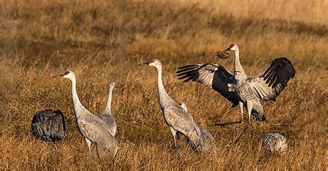 Sand Hill Cranes Dancing Imgur