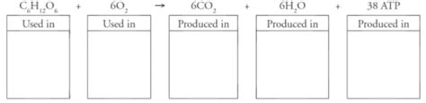 Pogil Cellular Respiration Answer Key 2023 Free Access