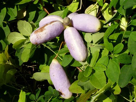 Akebia Quinata Trees And Shrubs Online