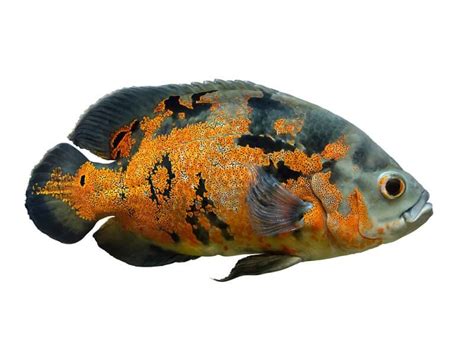 Oscars | Cichlid Fish Forum