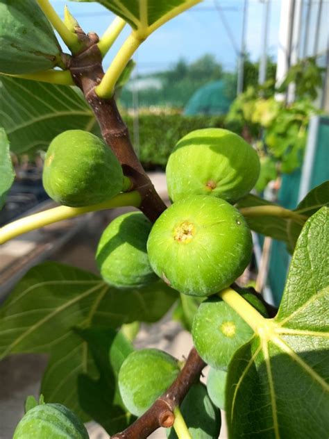 Een Vijgenboom Planten En Verzorgen Fruitbomen Net