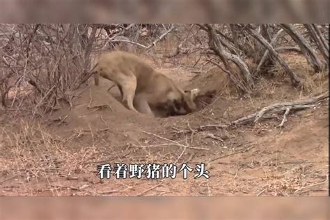 一群狮子盘踞在野猪洞，准备刨开饱餐一顿，不料下一秒意外发生了野猪狮子