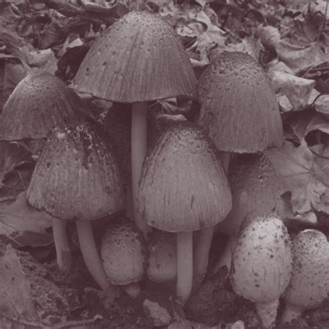 inky cap sponsor shoprecompose