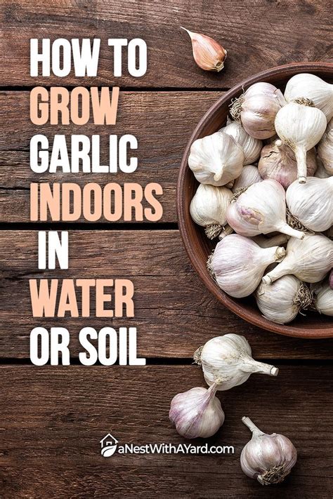 How To Grow Garlic Indoors In Water Or Soil Grow Garlic Indoors