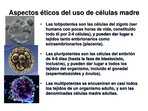 PPT Aspectos éticos del uso de células madre PowerPoint Presentation