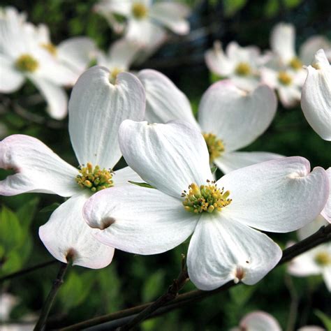 White Dogwood Trees for Sale | BrighterBlooms.com