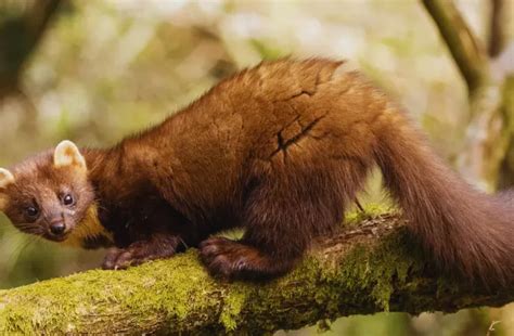 European Pine Marten - Facts, Diet, Habitat & More (With Images)