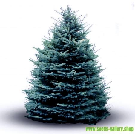 Blue Spruce Seeds (Picea pungens glauca blue) - Price €1.95