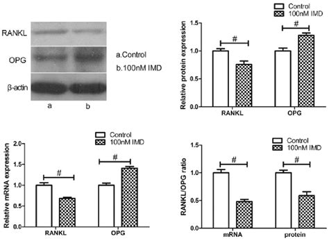 Effect Of Imd On The Expression Ratio Of Ranklopg The Mc3t3 E1 Cells Download Scientific