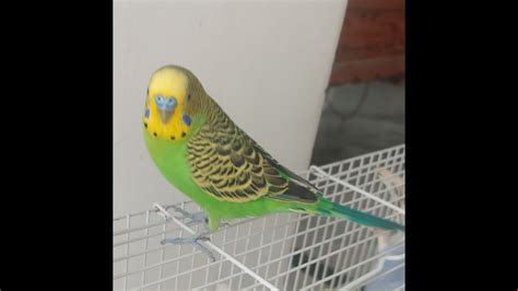 Budgies Singing Happy Bird Song Most Beautiful Budgies Song