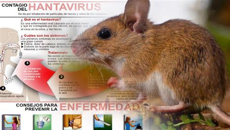 Muerte por hantavirus en Tucumán Qué es y cómo se previene