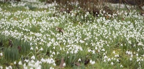 When to plant snowdrop bulbs | Expert advice from crocus.co.uk