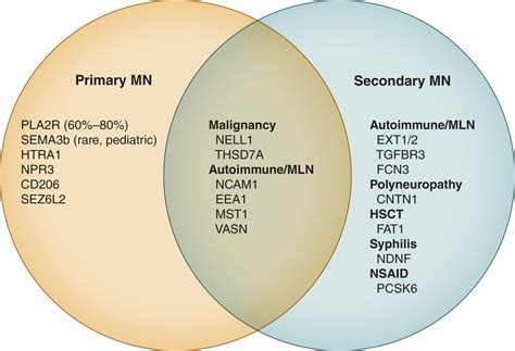 One Antigen Closer To Understanding Membranous Nephropathy Kidney