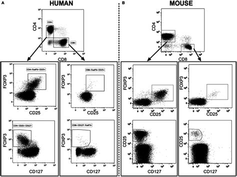 Representative Flow Cytometry Analysis Of Cd Tregs And Cd Tregs