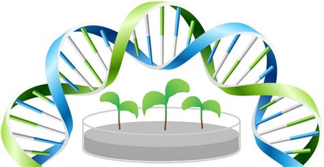 Plant Biotechnology : Plantlet