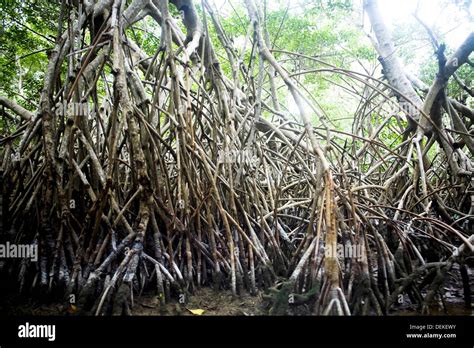 Celestun Biosphere Reserve, Yucatan Peninsula, Mexico Stock Photo - Alamy