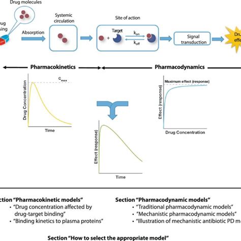 Schematic Overview Of Pkpd Modeling And Review Outline The Process