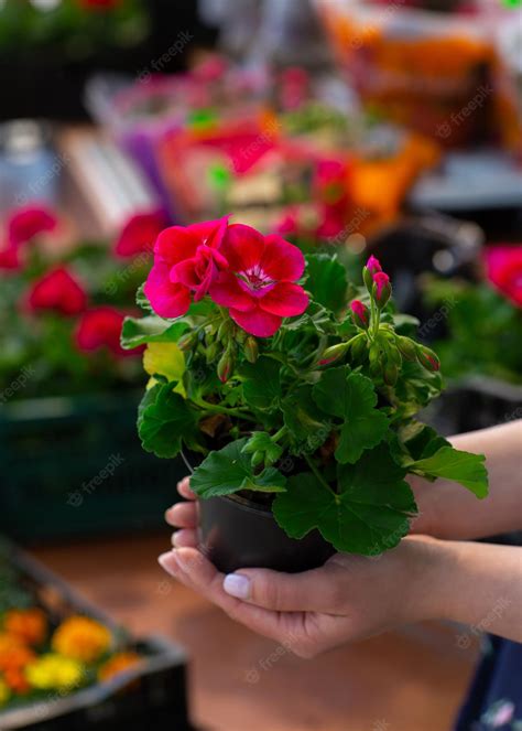 Premium Photo Pelargonium Or Pelargonium Grandiflorum Flower Close Up Pink Regal Pelargonium