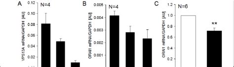 Chorein And Orai Expression In Various Rhabdomyosarcoma Cell Lines As