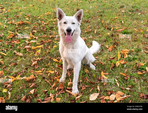 Feliz Perro Pastor Suizo Blanco Con Boca Abierta Y Lengua En El Campo