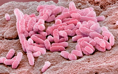 Salmonelles Listeria E coli trois bactéries qui défraient l