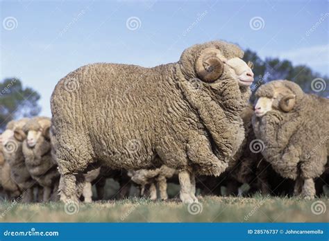 Merino Sheep Royalty Free Stock Photography - Image: 28576737