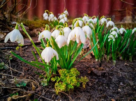 Witte Sneeuwklokjes In Gele Envelop En Gele Kleine Bloemen Vlak Leg