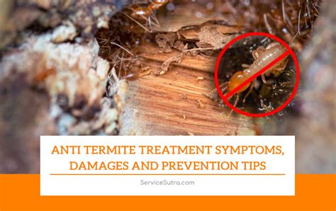 Anti Termite Treatment Symptoms Damages And Prevention Tips