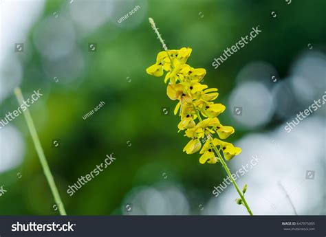 Bunga Kedelai Hutan Tropis Yang Tersusun Foto De Stock Editar Ahora