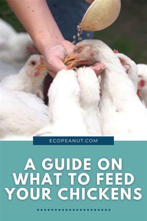 Best Chicken Feed 7 Organic Brands For Laying Hens Reviewed Artofit